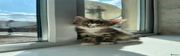 European cats for sale: 2 Adorable Kittens Looking for a Loving Home  - Advert 2