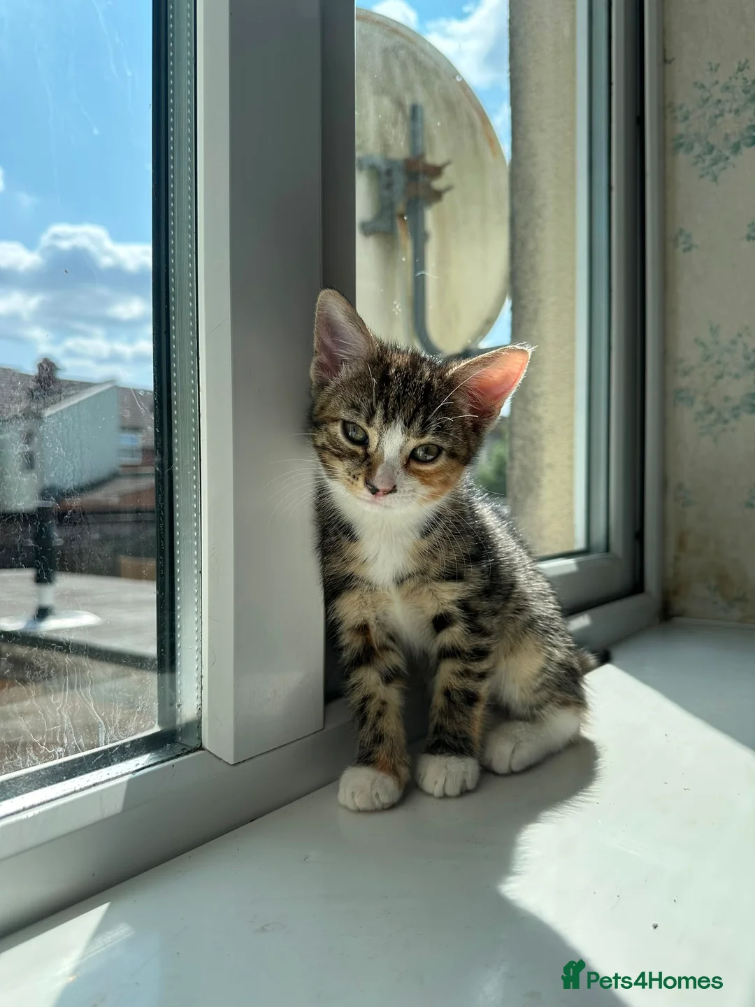European cats for sale: 2 Adorable Kittens Looking for a Loving Home  - Advert 2