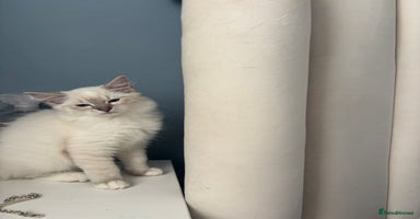 Ragdoll cats - Advert 1