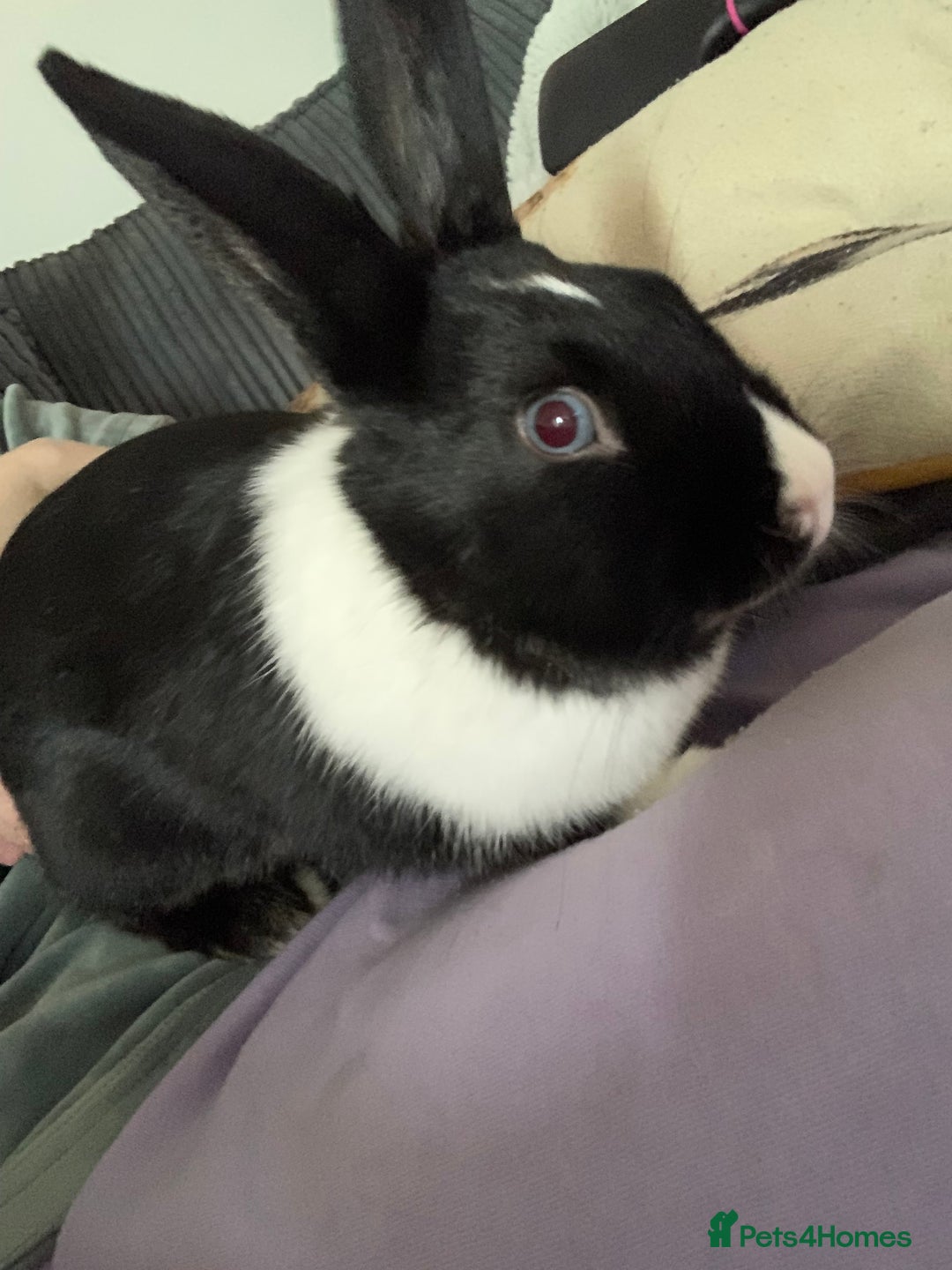 Mixed Breed rabbits for sale: Bunny in need of loving home  - Advert 5