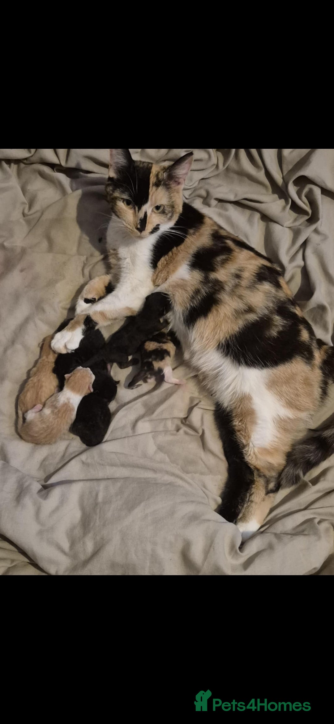 Mixed Breed cats for sale: Nearly 3 weeks old kittens  - Image 9