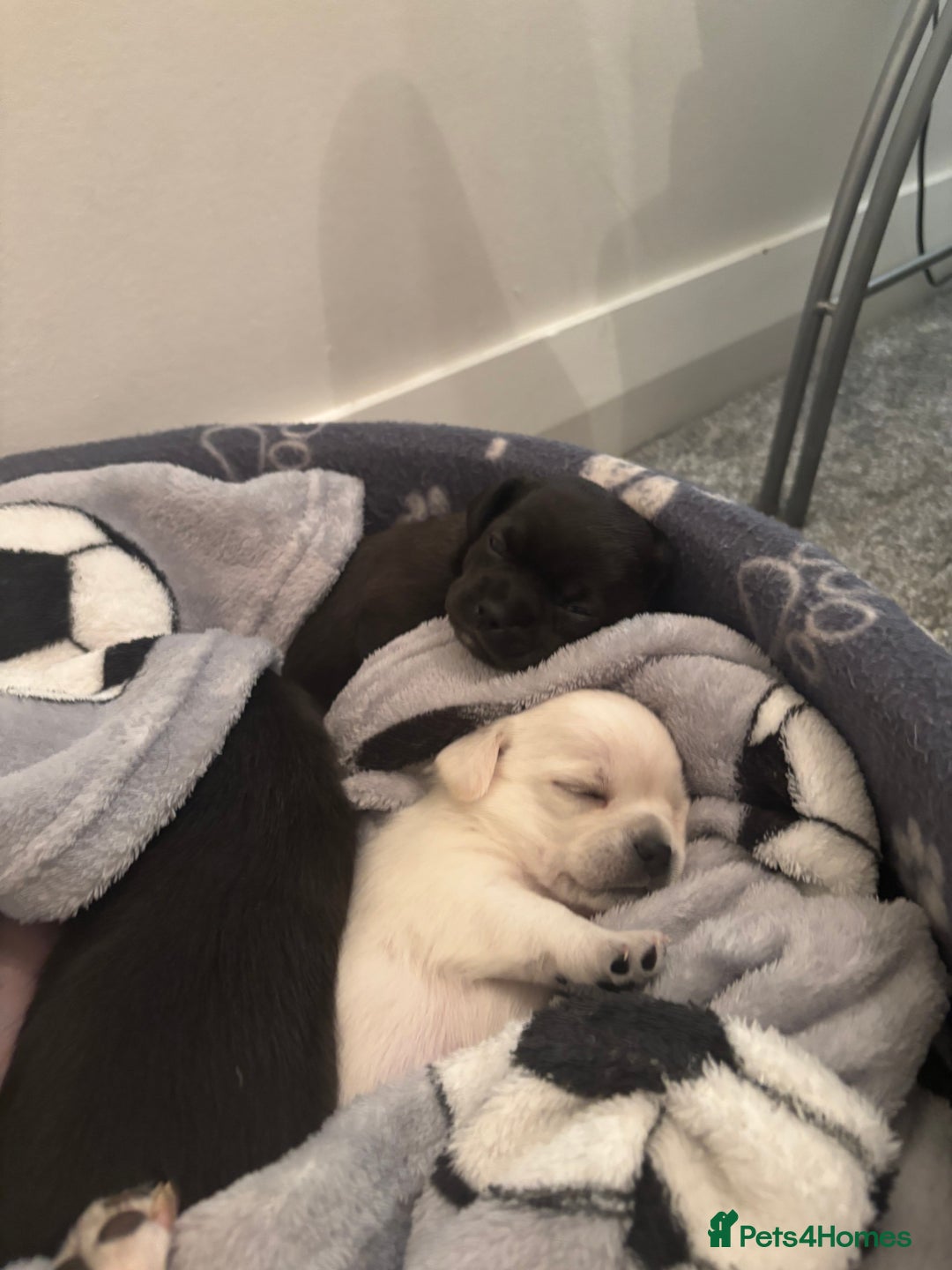 Chihuahua dogs for sale: Beautiful Chihuahua Puppies - Advert 20