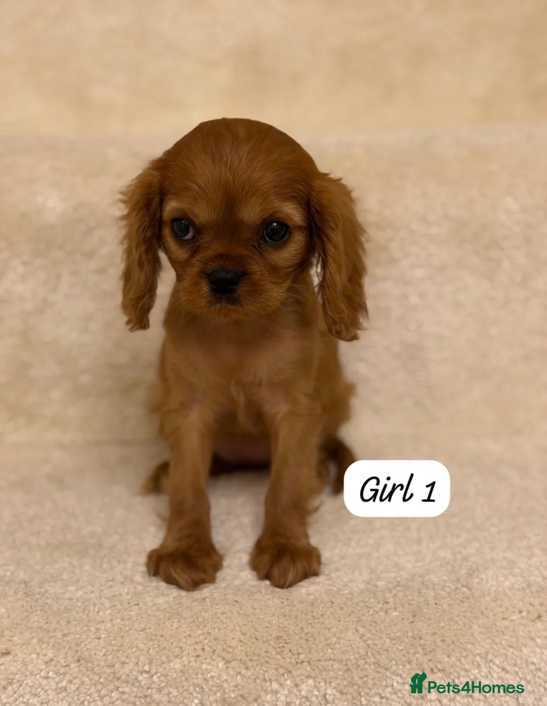 Cavalier King Charles Spaniel dogs for sale: Cavalier King Charles puppy 1 boy 2 girls left  - Advert 3