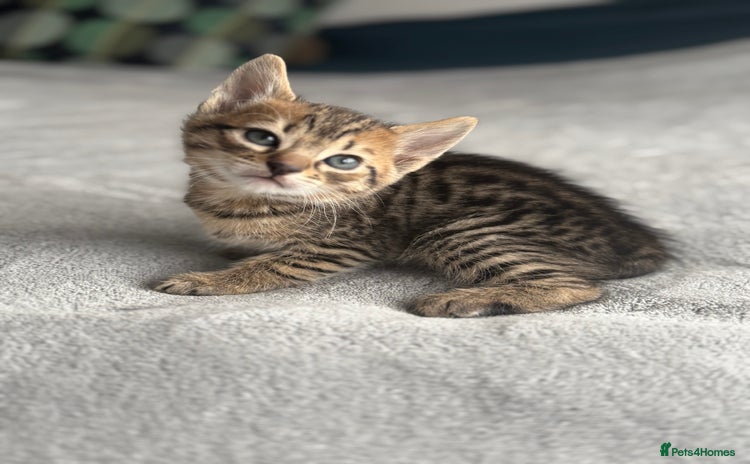 Mixed Breed cats - Advert 5
