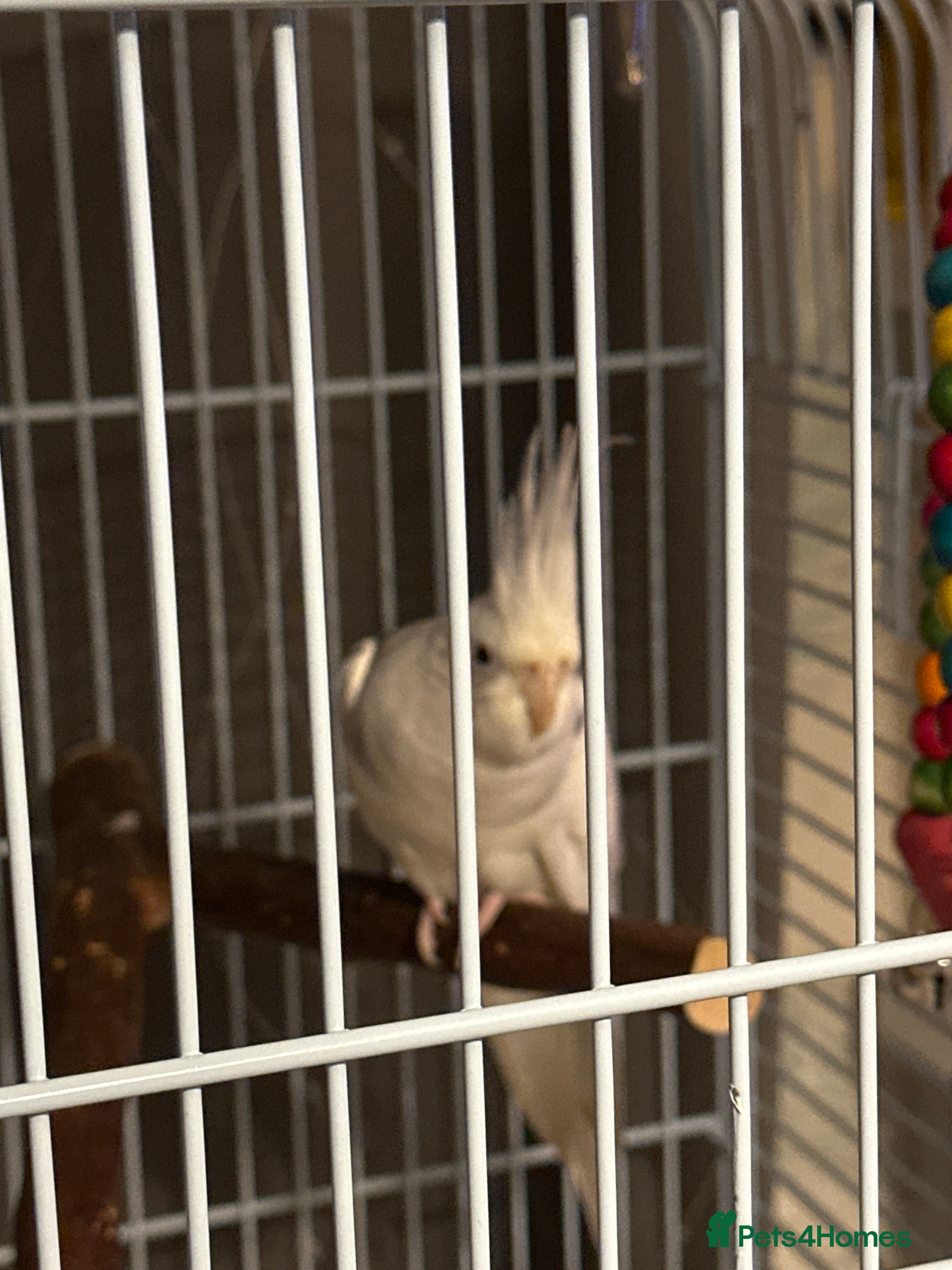 Cockatiels birds Lutino Cockatiel - Advert 9