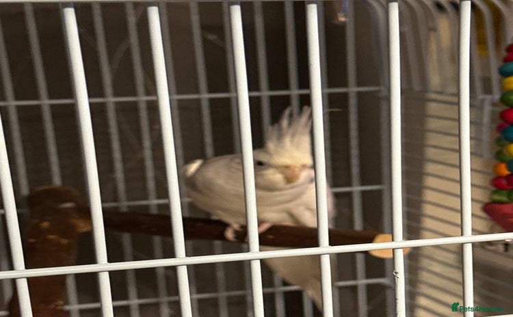 Cockatiels birds - Advert 6