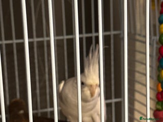 Cockatiels birds Lutino Cockatiel - Advert 11