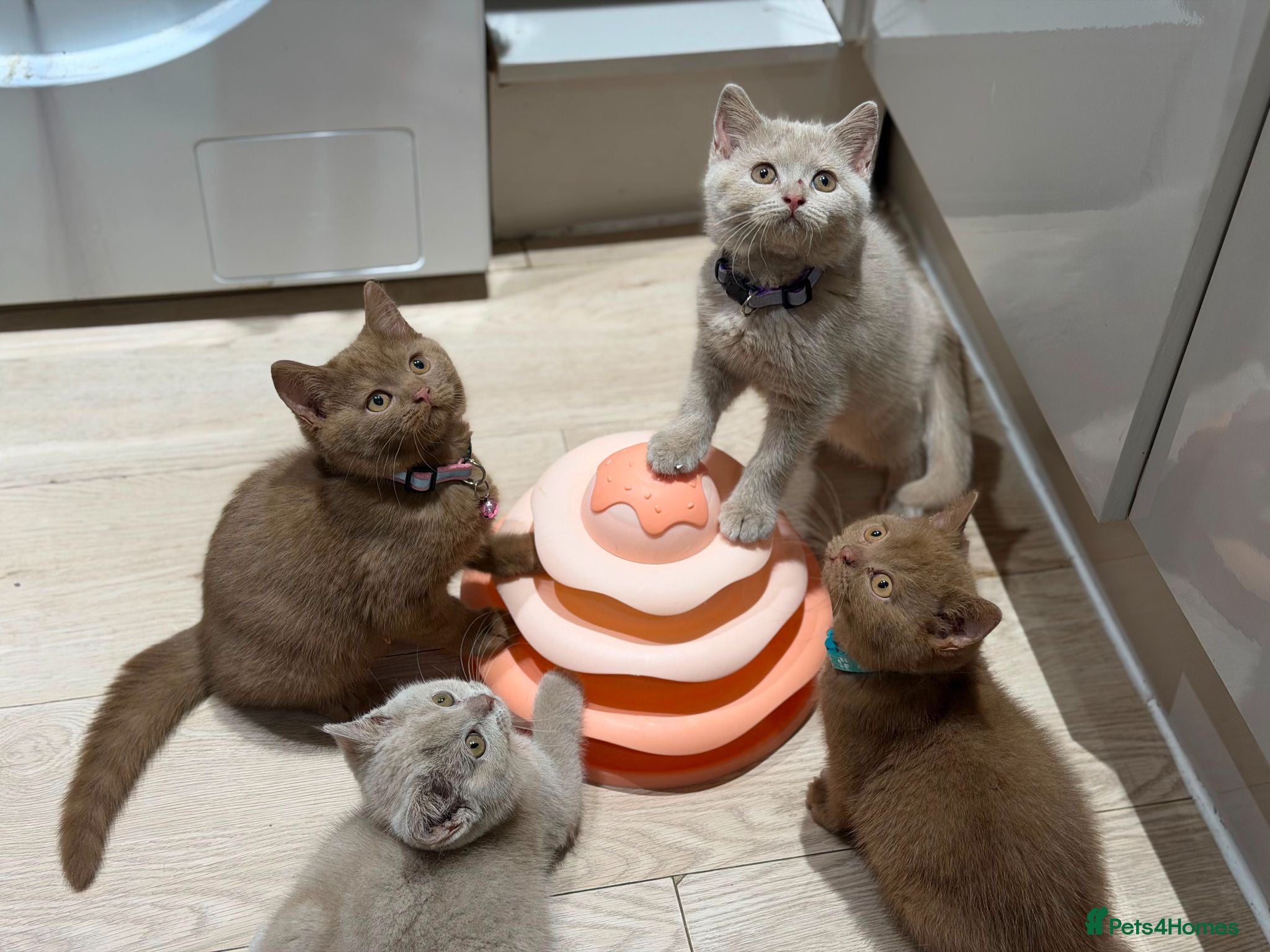 British Shorthair cats RARE! British Shorthair Kittens Cinnamon & Fawn - Advert 1