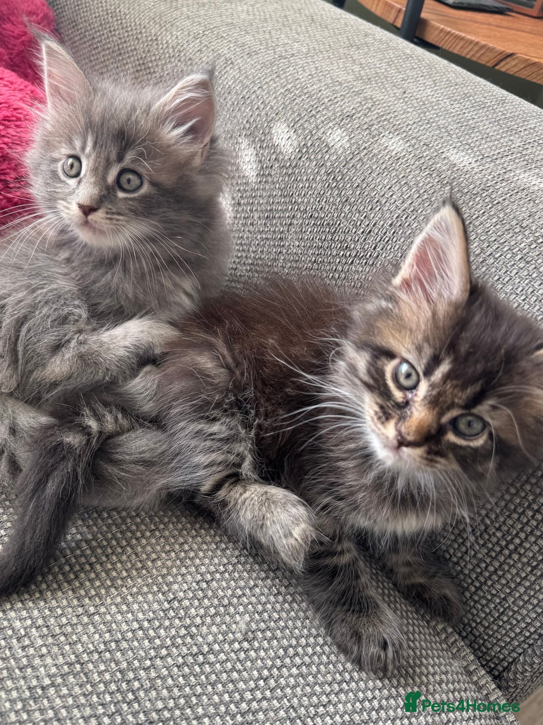 Maine Coon cats for sale: Xl Beautiful Mainecoon kittens for sale - Image 6