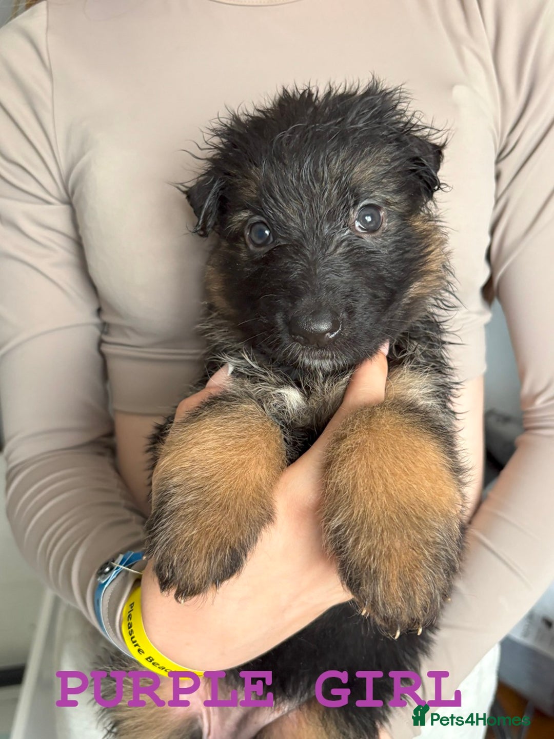 German Shepherd dogs for sale: Grandson of Famous Boss (Bossenburg) pups - Image 14