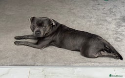 Staffordshire Bull Terrier dogs for stud: KC Registered Blue Staffy Stud–DNA Clear–Proven - Image 11