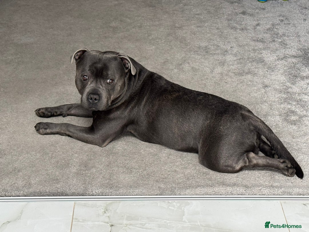 Staffordshire Bull Terrier dogs for stud: KC Registered Blue Staffy Stud–DNA Clear–Proven - Image 11