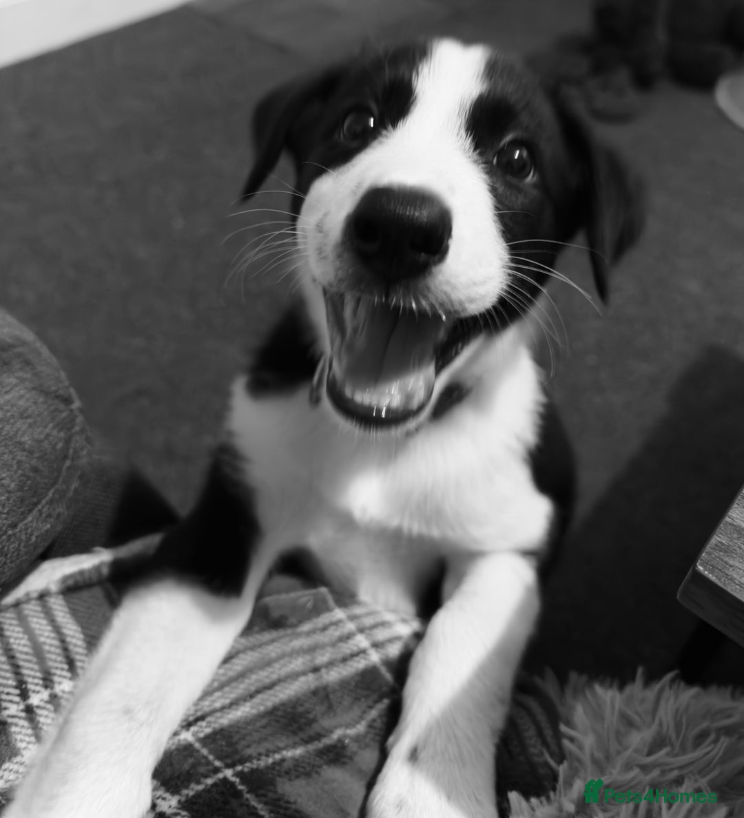 Border Collie dogs for sale: Border collie pups - Image 2