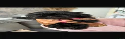 Shih Tzu dogs for sale: Shihtzu babies - Advert 9
