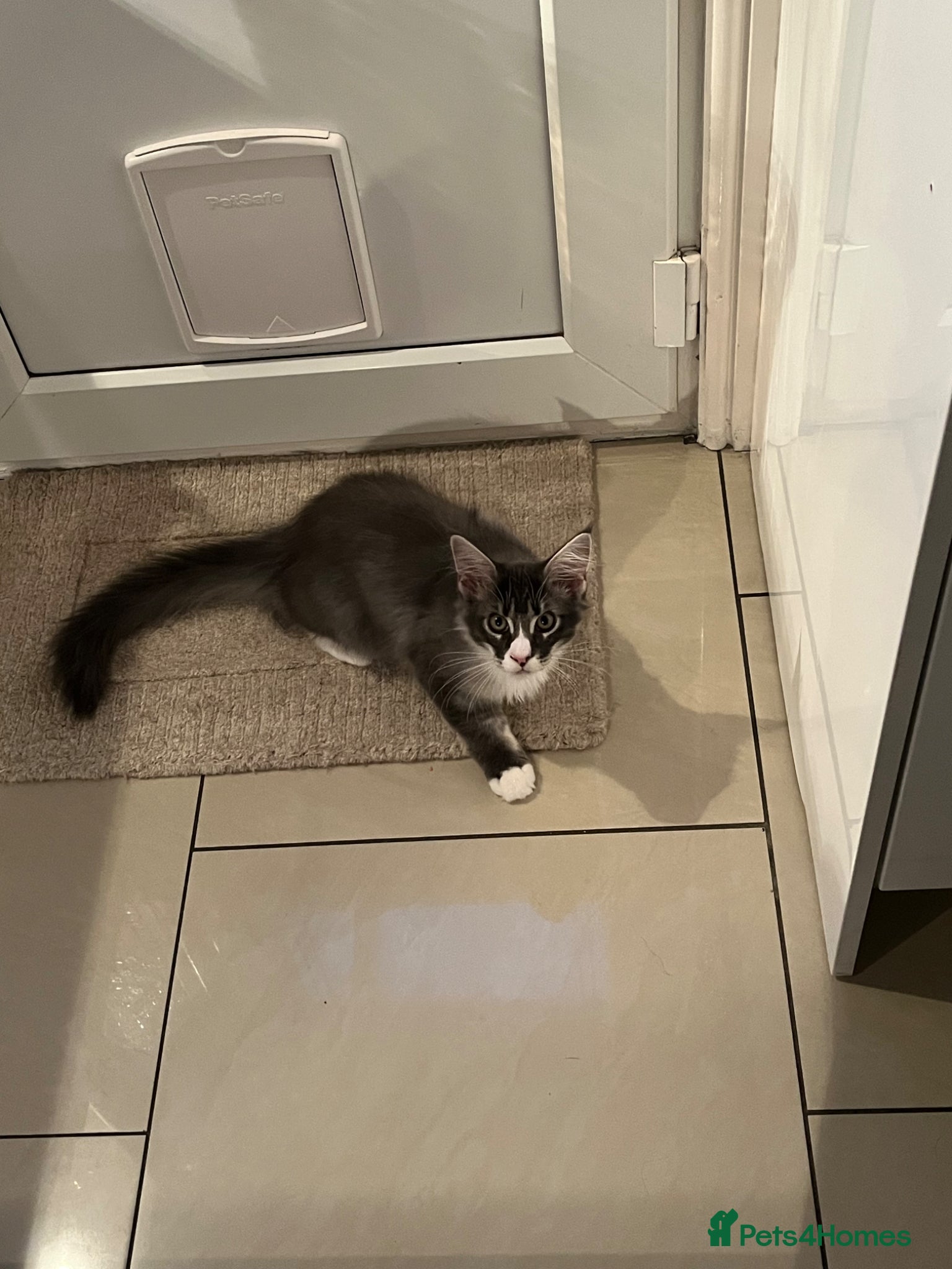 Maine Coon cats Male Maine coon blue and white bi colour tabby - Advert 2