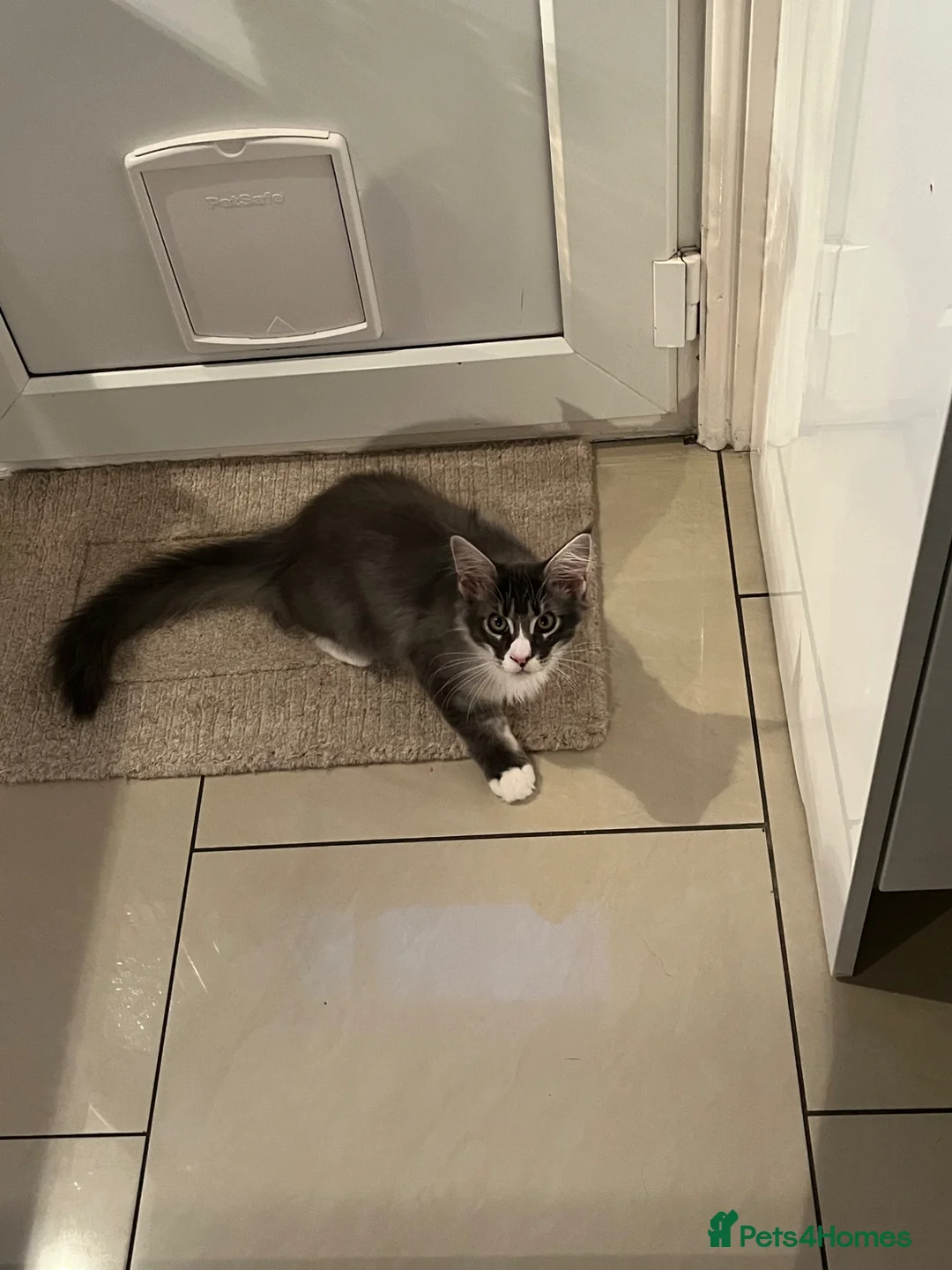 Maine Coon cats for sale: Male Maine coon blue and white bi colour tabby - Advert 1