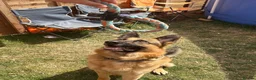 German Shepherd dogs for sale: German shepherd  in Bridgwater - Advert 1