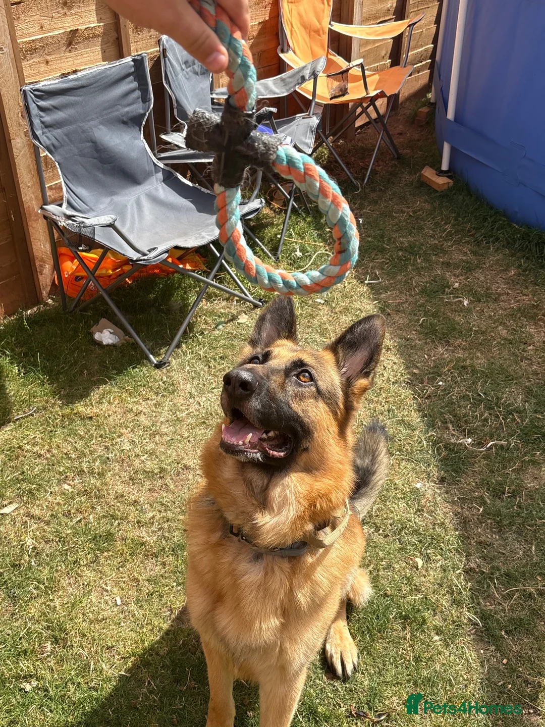 German Shepherd dogs for sale: German shepherd  in Bridgwater - Advert 1