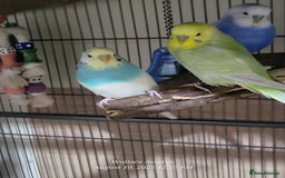 Budgerigars birds for sale: Young budgies  - Image 1