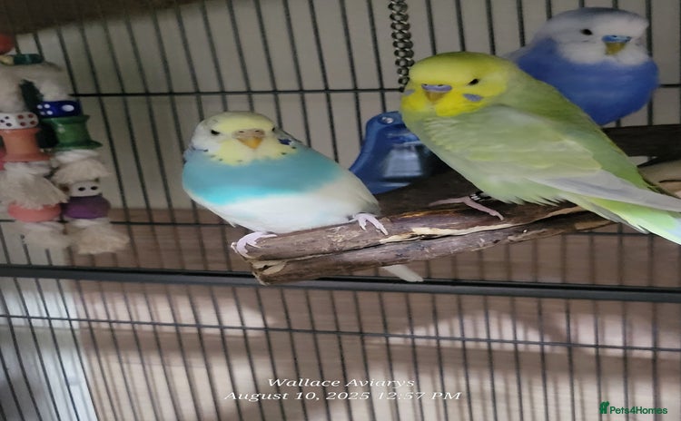 Budgerigars birds - Advert 15