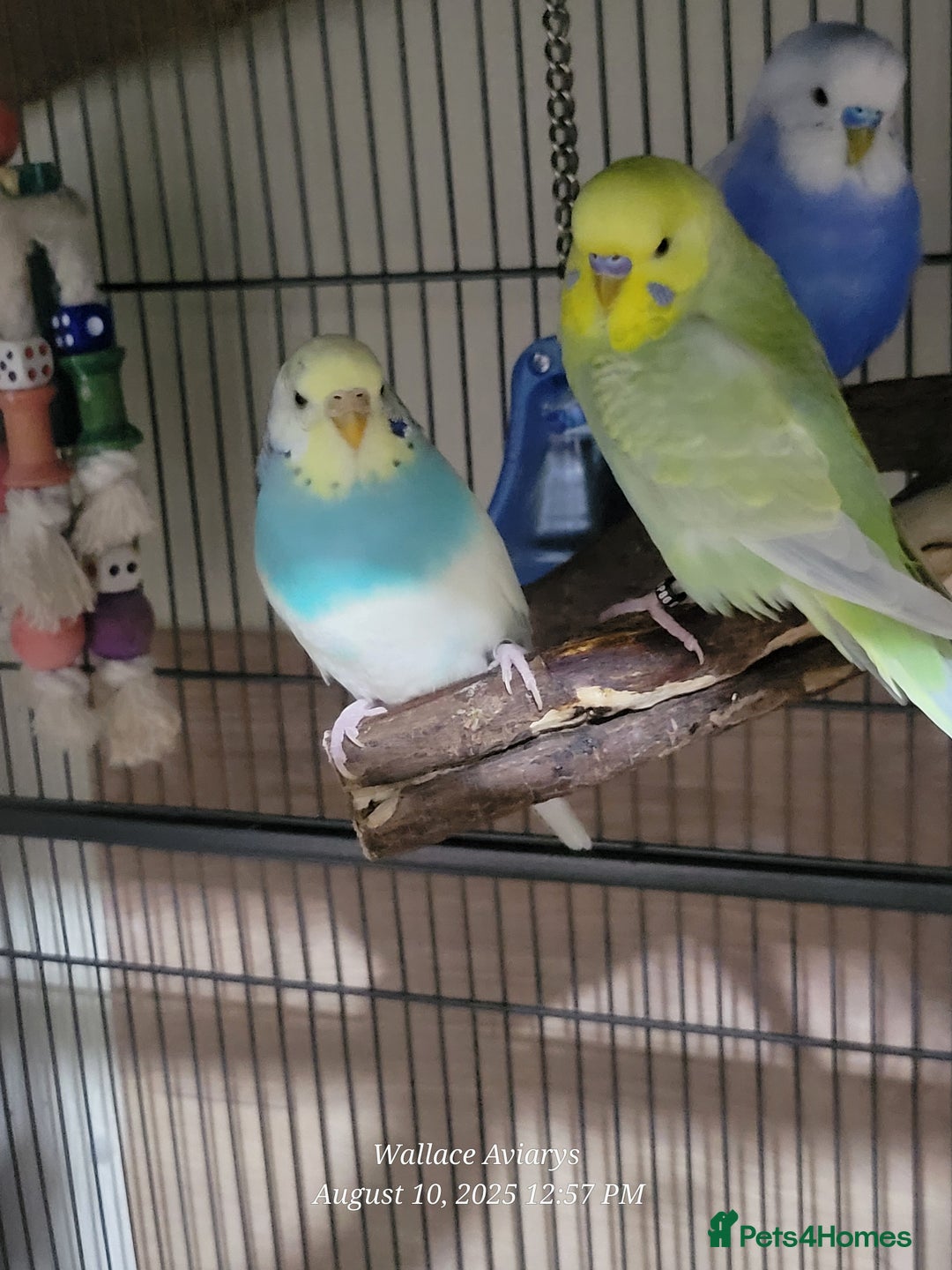 Budgerigars birds for sale: Young budgies  - Image 1
