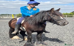 Irish Cob horses for sale: 13.1 Cob Mare - Your Child’s next Best Friend! 🩷 - Image 3