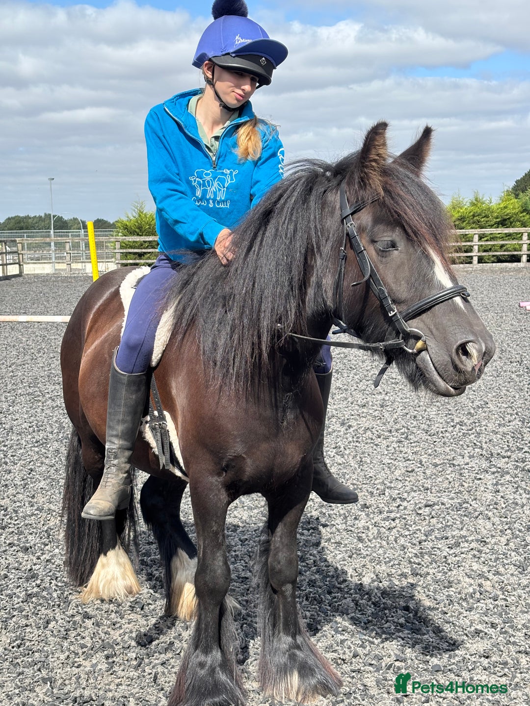 Irish Cob horses for sale: 13.1 Cob Mare - Your Child’s next Best Friend! 🩷 - Image 3