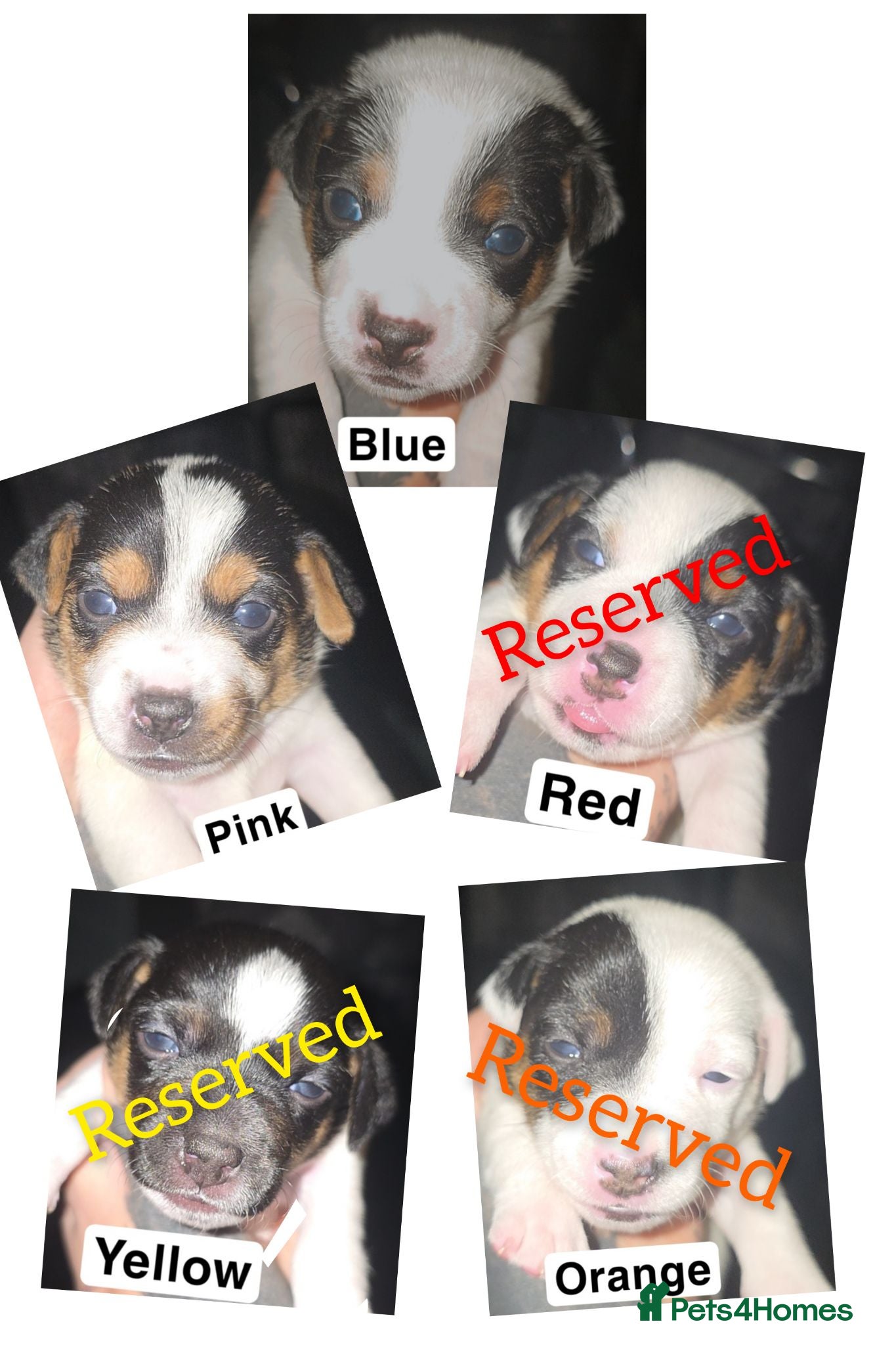 Jack Russell dogs  5 miniature jack russells  - Advert 10