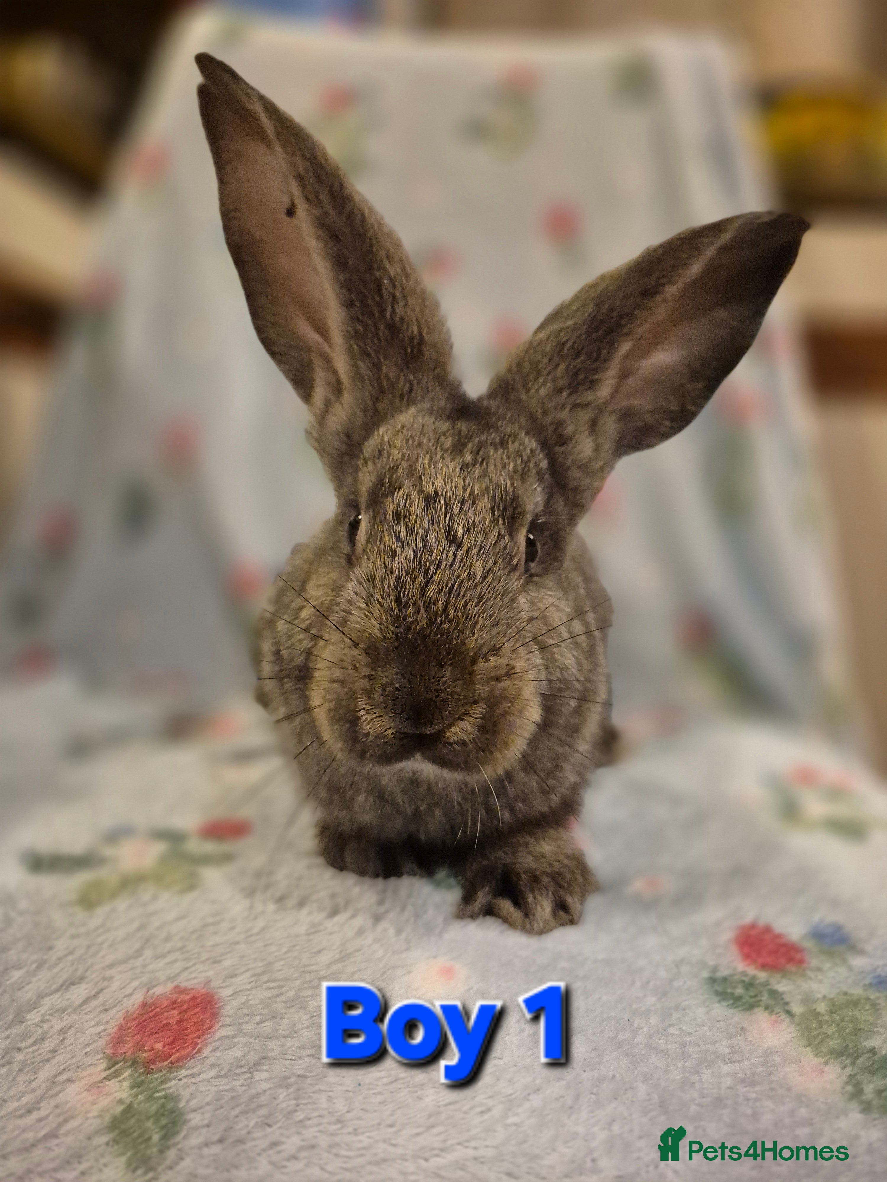 Continental Giant rabbits Pure Continental Giant Vaccinated  - Advert 3