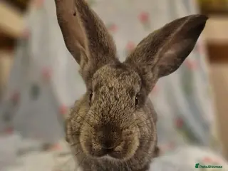 Continental Giant rabbits Pure Continental Giant Vaccinated - Advert 3