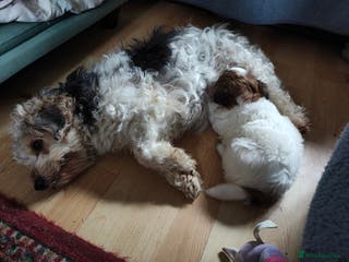 Mixed Breed dogs JACK RUSSEL X PUPPY ONLY 1 Female - Advert 4
