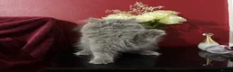 Persian cats for sale: Ready 8th. Fully vacs. Stunning blue Persian girl  - Advert 10