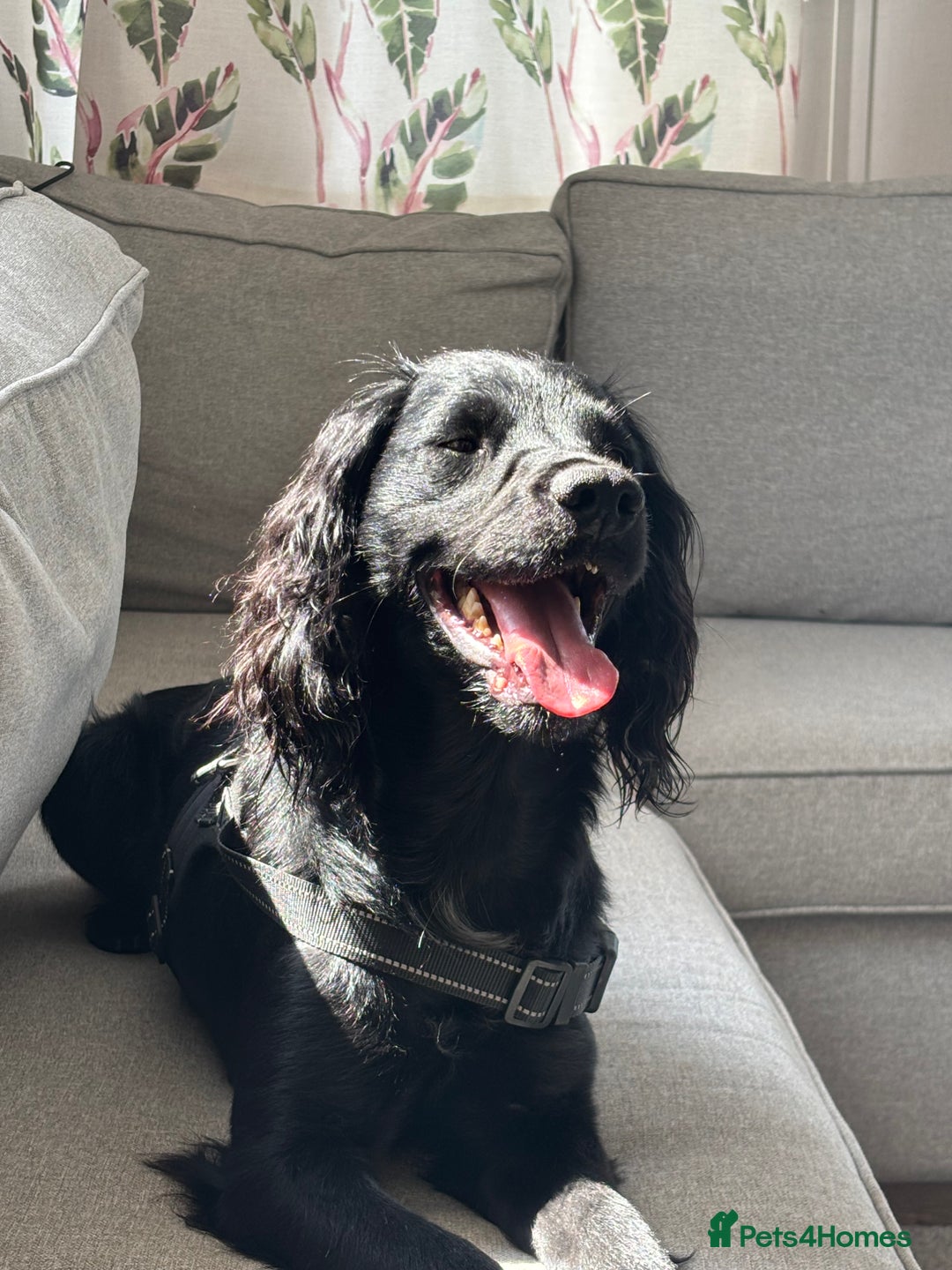 Cocker Spaniel dogs for sale: 🐶Beautiful Cocker spaniel puppies 🐶  - Advert 4