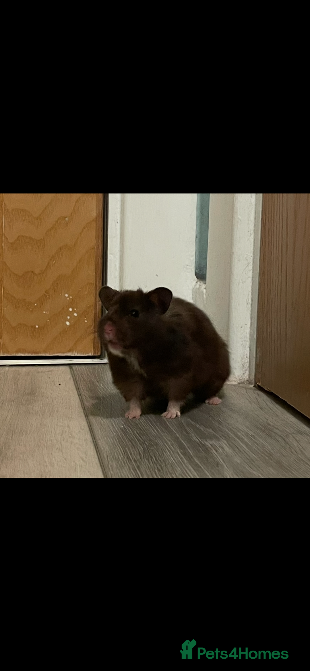 Hamster rodents for sale: Beautiful gentle Female Syrian Hamster with cage  - Advert 2