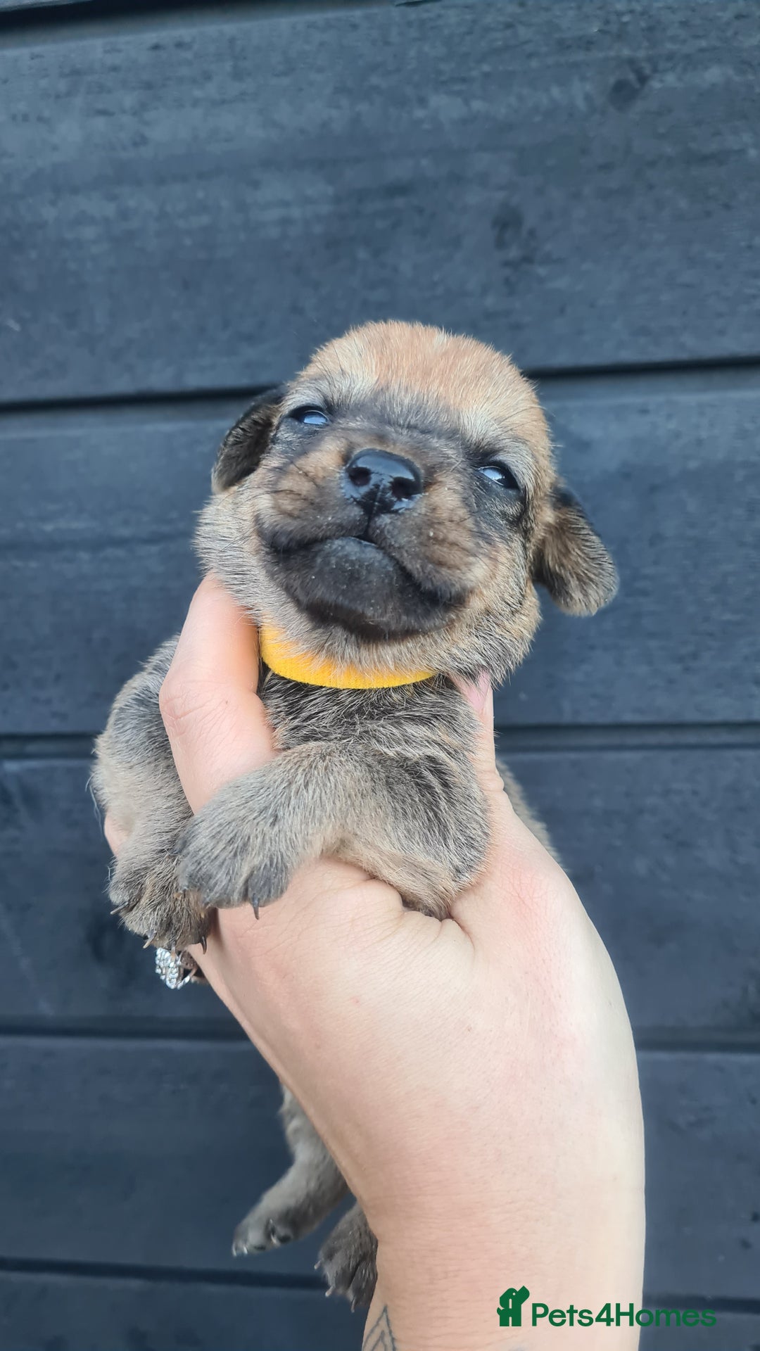 Mixed Breed dogs for sale: Patterjack x daxies pups available  - Advert 15