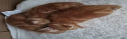 Mixed Breed cats for sale: 3 male ginger kittens ready for rehoming in Kidderminster - Advert 1