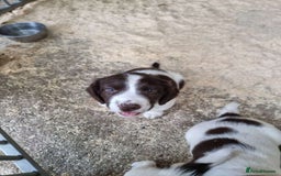 English Springer Spaniel dogs for sale: Spring spaniels - Image 7
