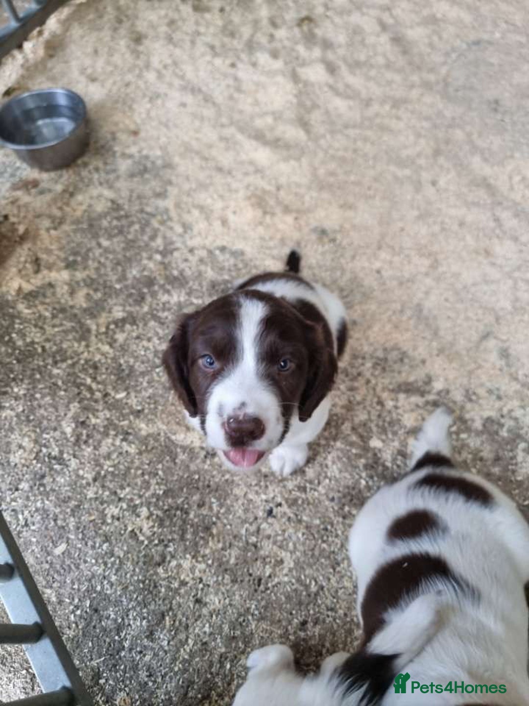 English Springer Spaniel dogs for sale: Spring spaniels - Image 7