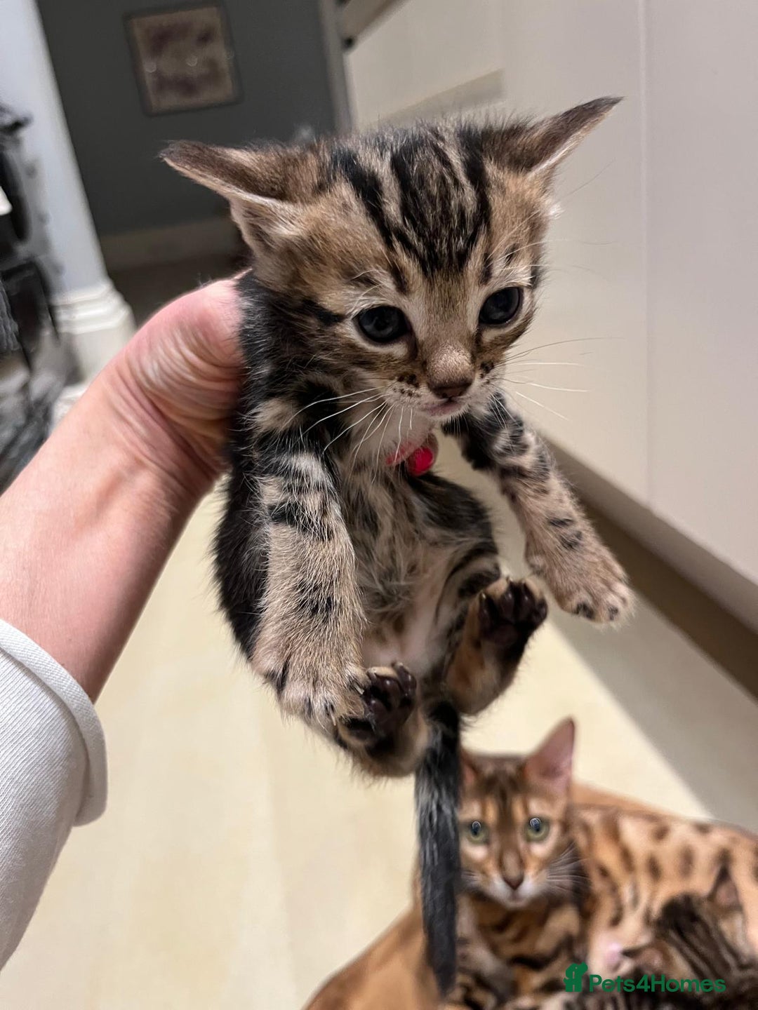 Bengal cats for sale: BEAUTIFUL BENGAL CROSS KITTENS-TWO GIRLS LEFT  - Advert 6