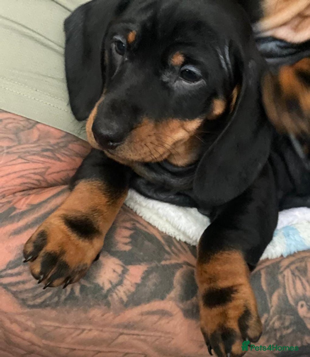 Miniature Dachshund dogs for sale: 3x beautiful mini daschund puppies  - Advert 3