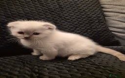 Scottish Fold cats for sale: Scottish fold x Siamese  - Image 16