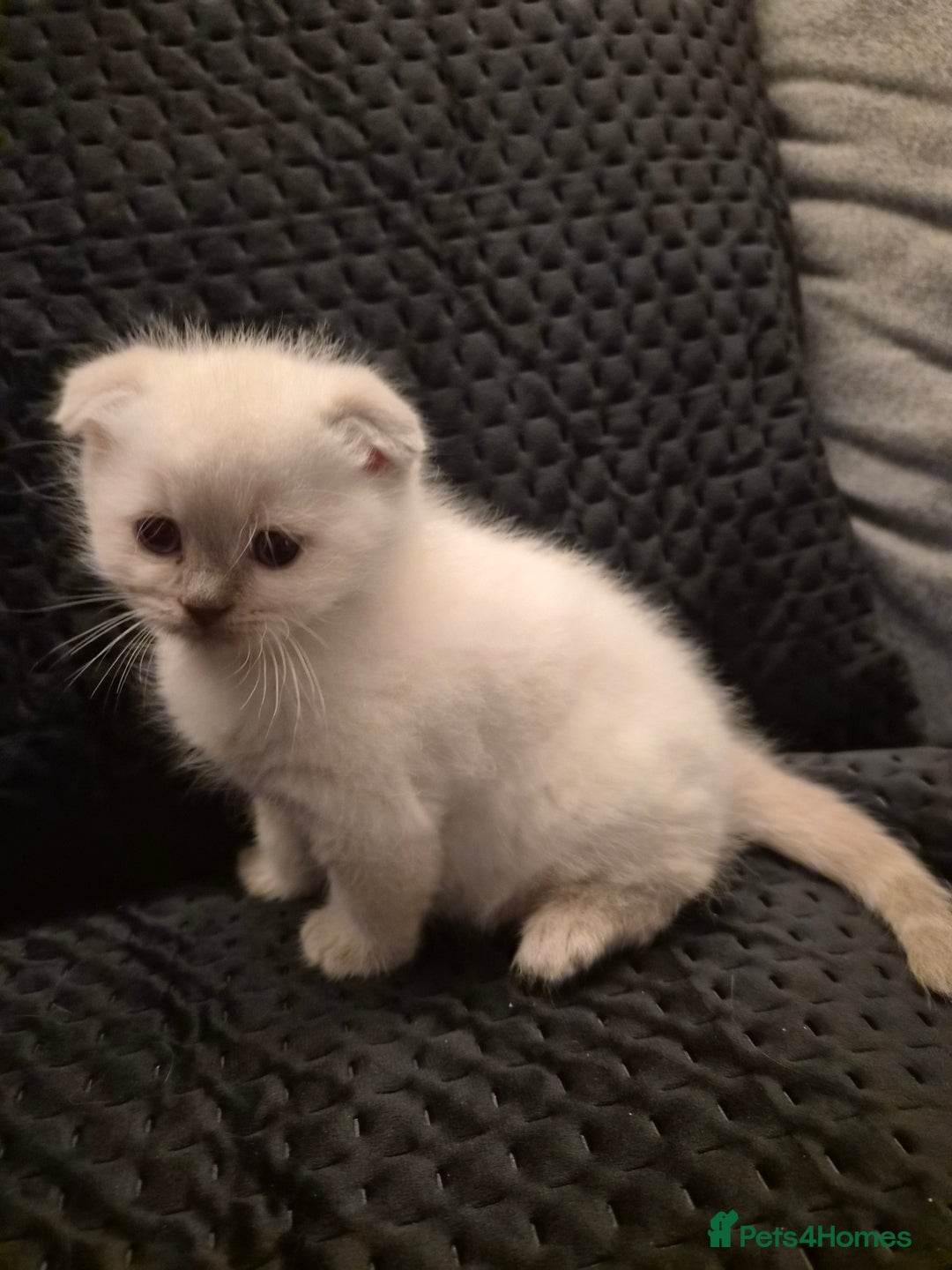 Scottish Fold cats for sale: Scottish fold x Siamese  - Image 16