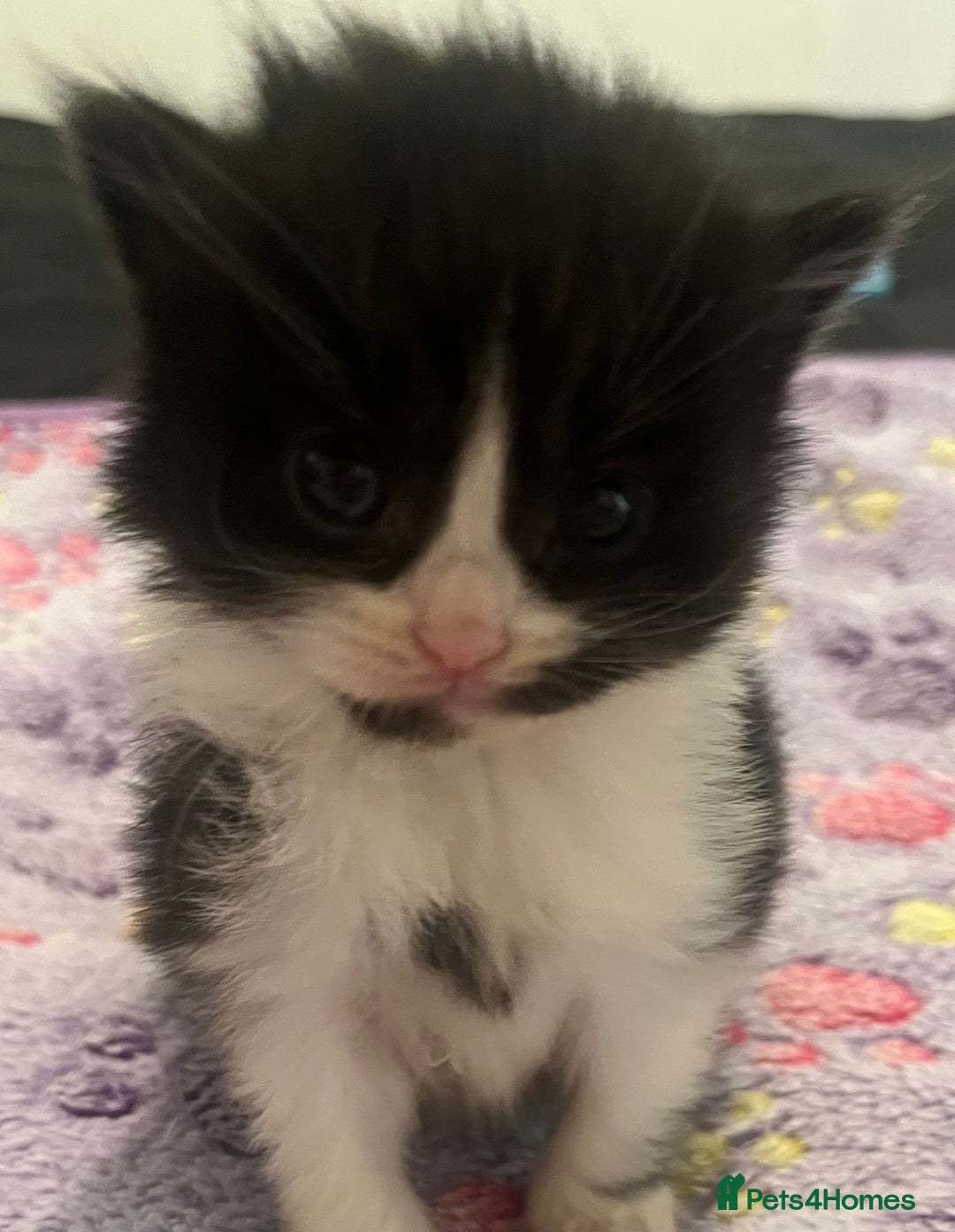 Mixed Breed cats for sale: Beautiful kittens for sale 🥰 - Advert 9
