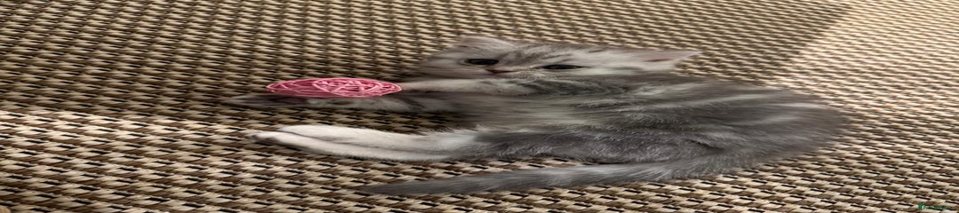 British Shorthair Kitten 5