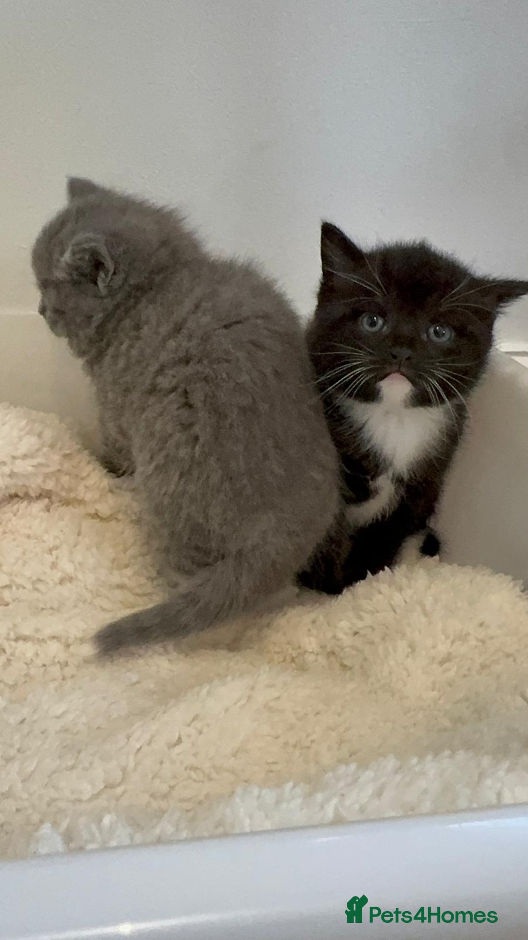 British Shorthair cats for sale: British Shorthair X Kittens  - Advert 5