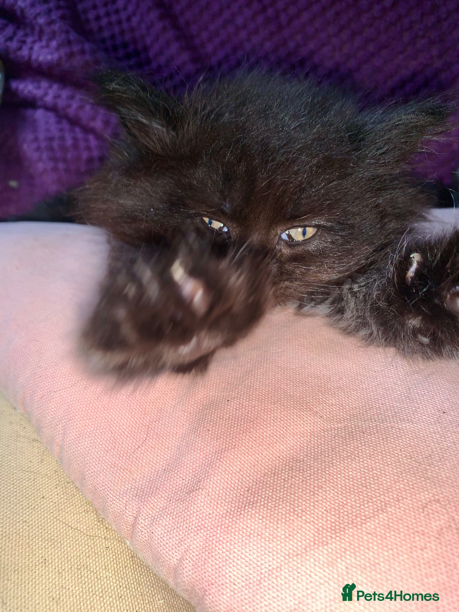 Maine Coon cats 2 gorgeous maine coon kits  - Advert 3