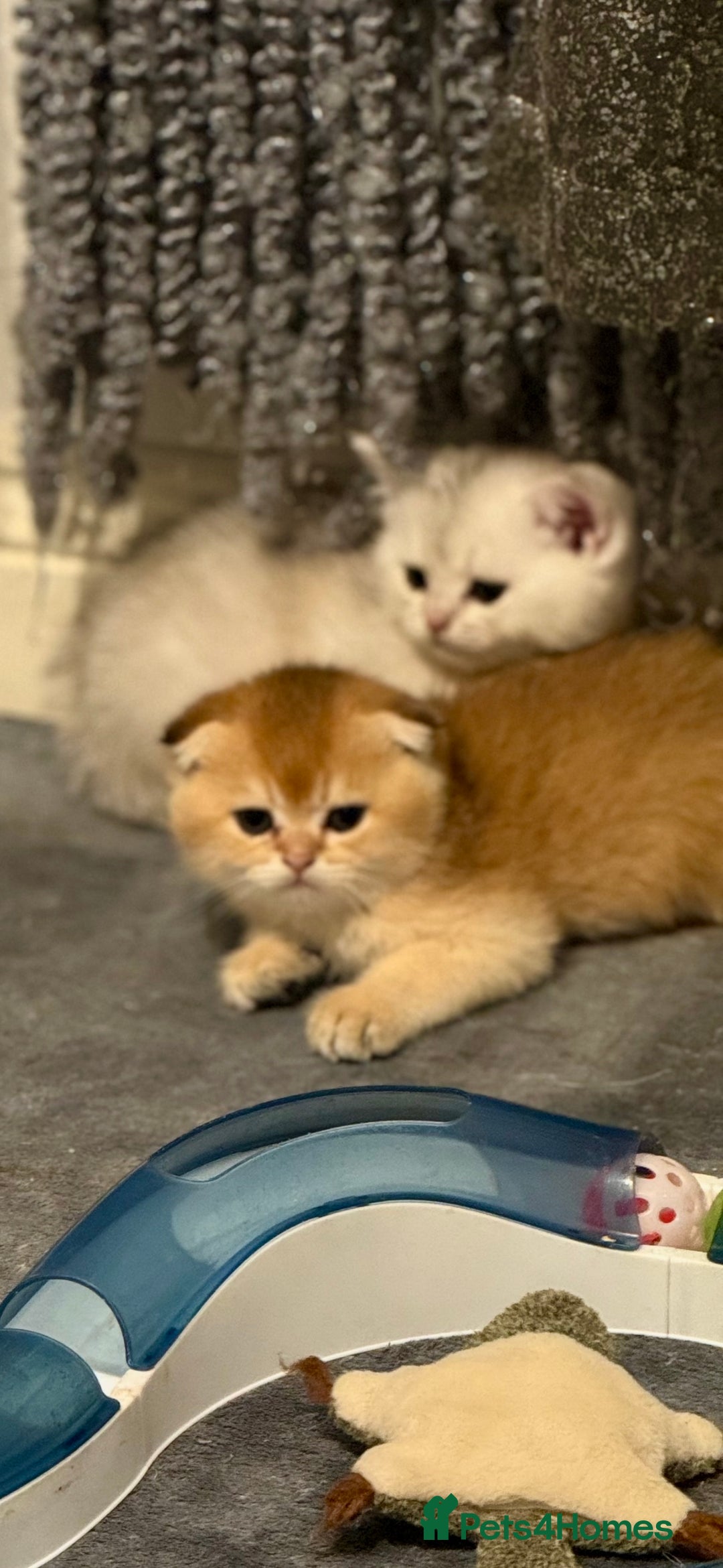 Scottish Fold cats for sale: Scottish purebred Fold and Straight kittens - Advert 2