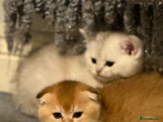 Scottish Fold cats Scottish purebred Fold and Straight kittens - Advert 6