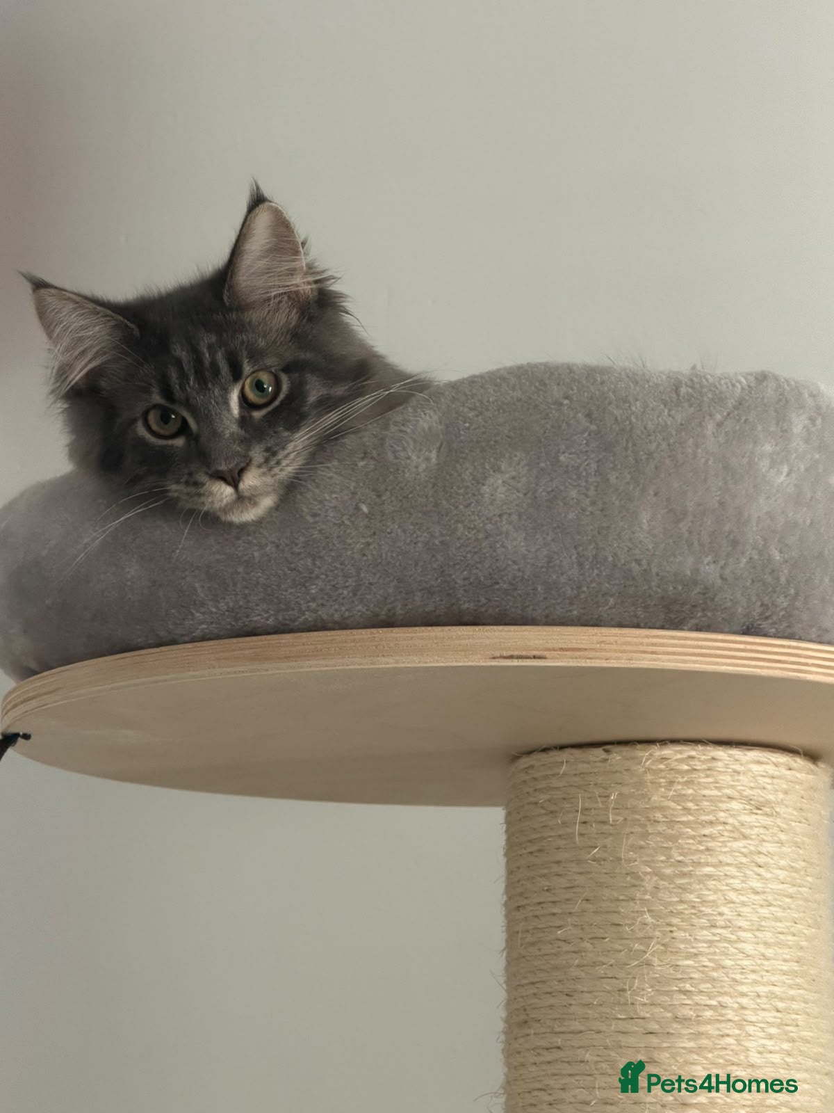 Maine Coon cats for sale: Female Maine Coon Kitten looking for a loving home - Advert 5