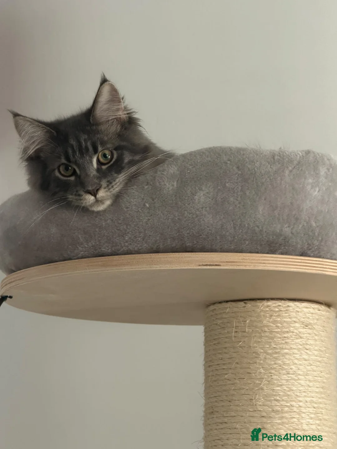 Maine Coon cats for sale: Female Maine Coon Kitten looking for a loving home - Advert 1